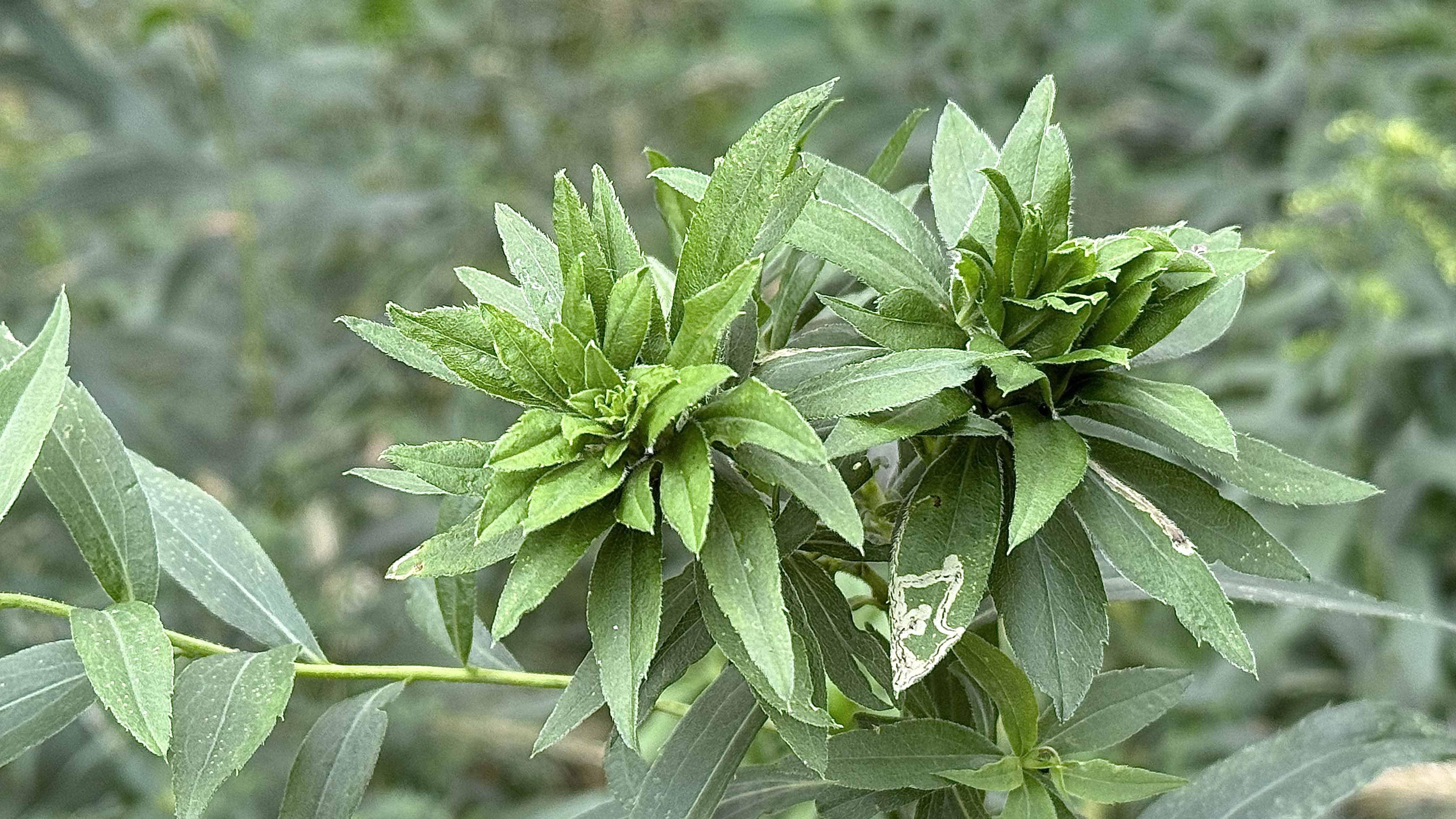 Ask an app to ID this “flower” and it will come back “insect.” It’s a gall. (Patty Wetli / WTTW News)