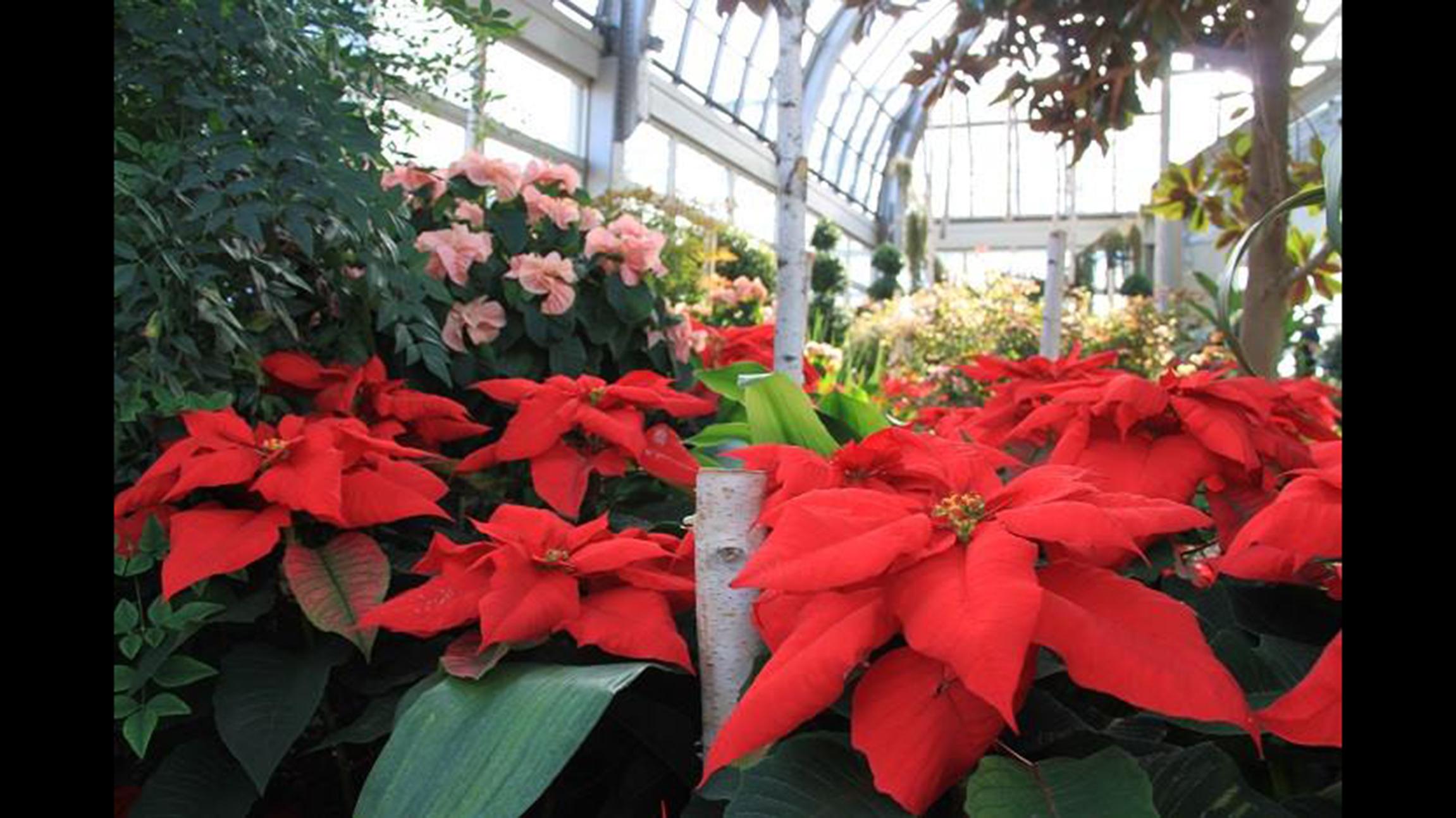 Blooms and Bach: Garfield Park Conservatory’s Holiday Concert offers stunning visuals in addition to soothing sounds. (Garfield Park Conservatory / Facebook)