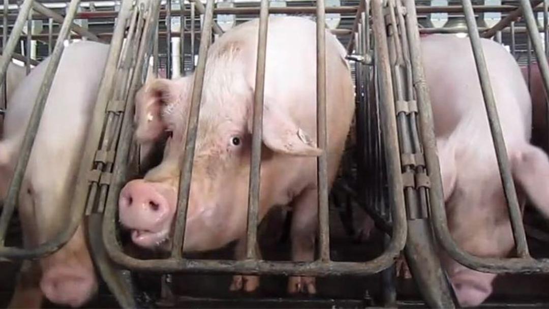 Gestation crates like the ones pictured are tight metal stalls that keep female pigs in one position for the majority of their lives. (Humane Society of the United States / Creative Commons)