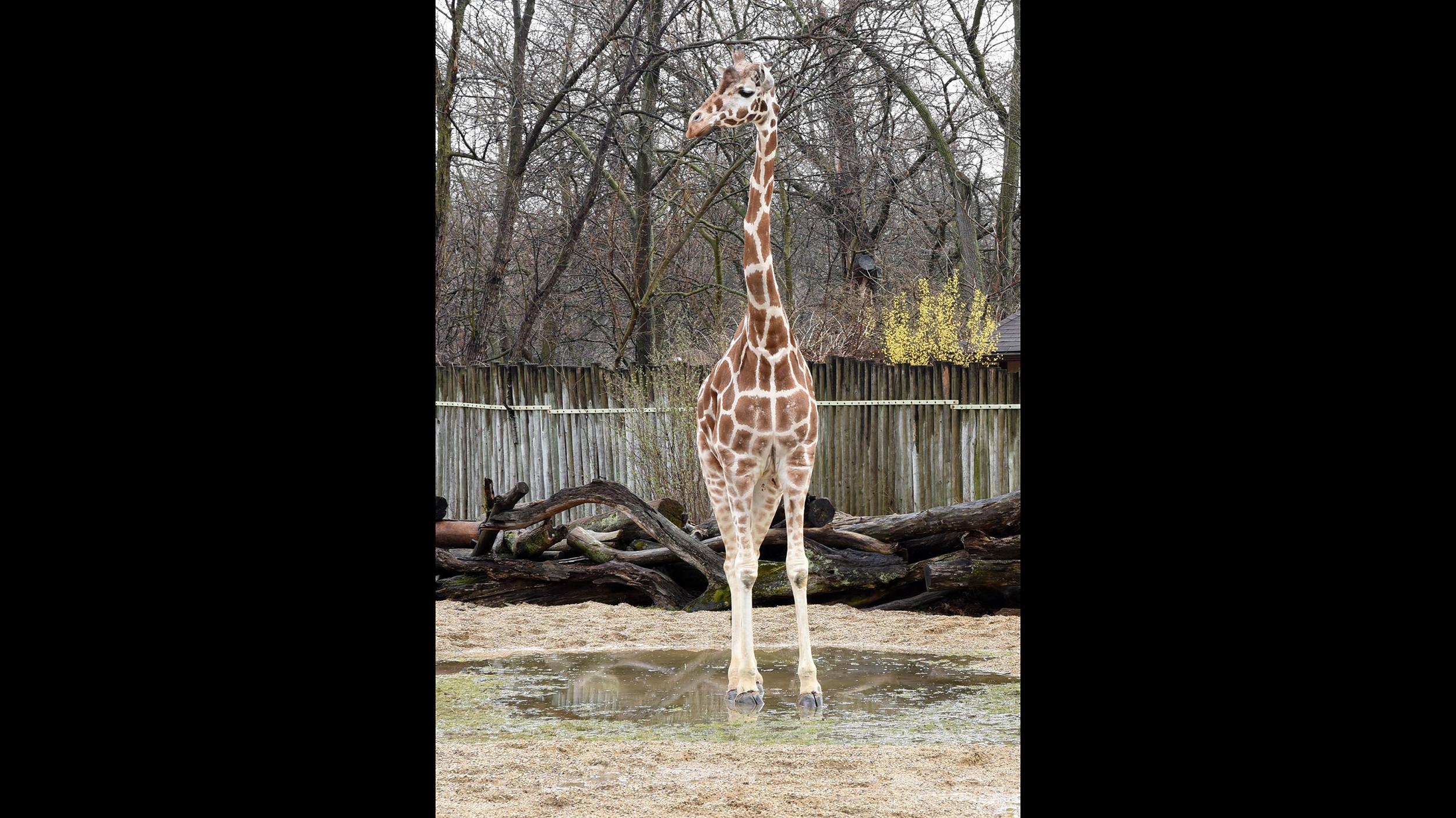 Directions To Brookfield Zoo Brookfield Zoo Mourns Death Of Matriarchal Giraffe, Mithra, 27 | Chicago  News | Wttw