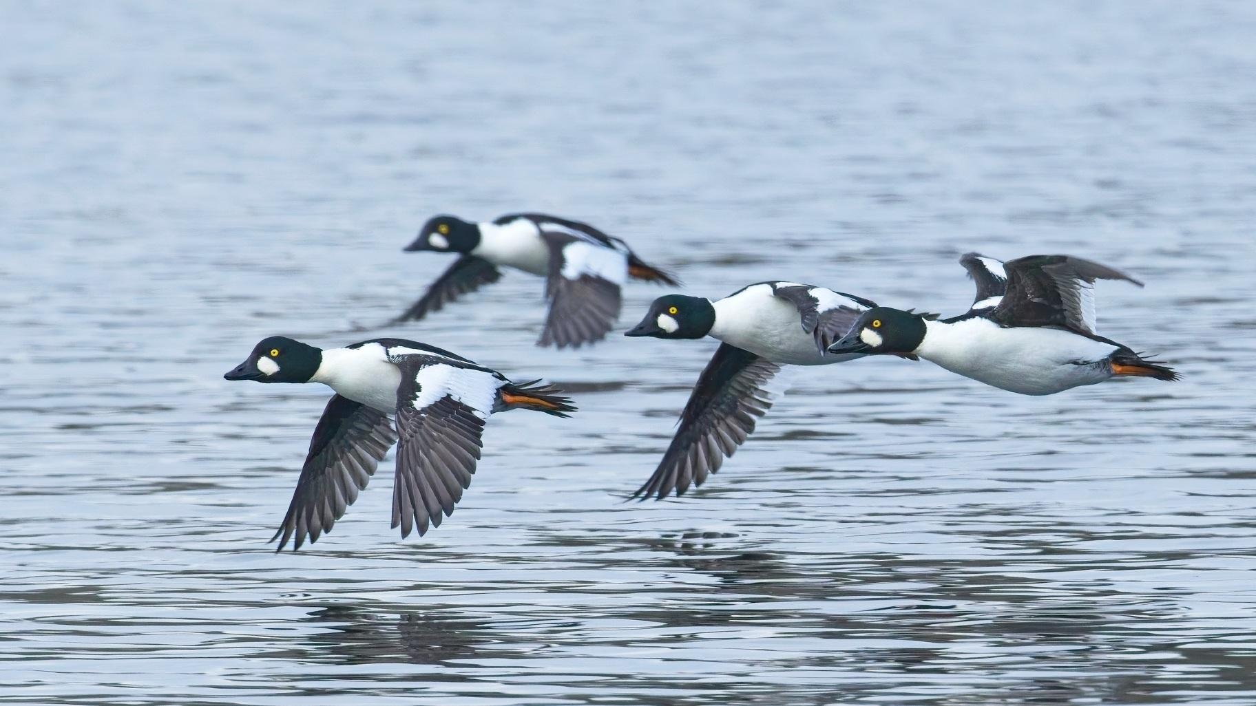 Goldeneye ducks are another popular winter visitor in Chicago. (gjohnston photo / iStock)