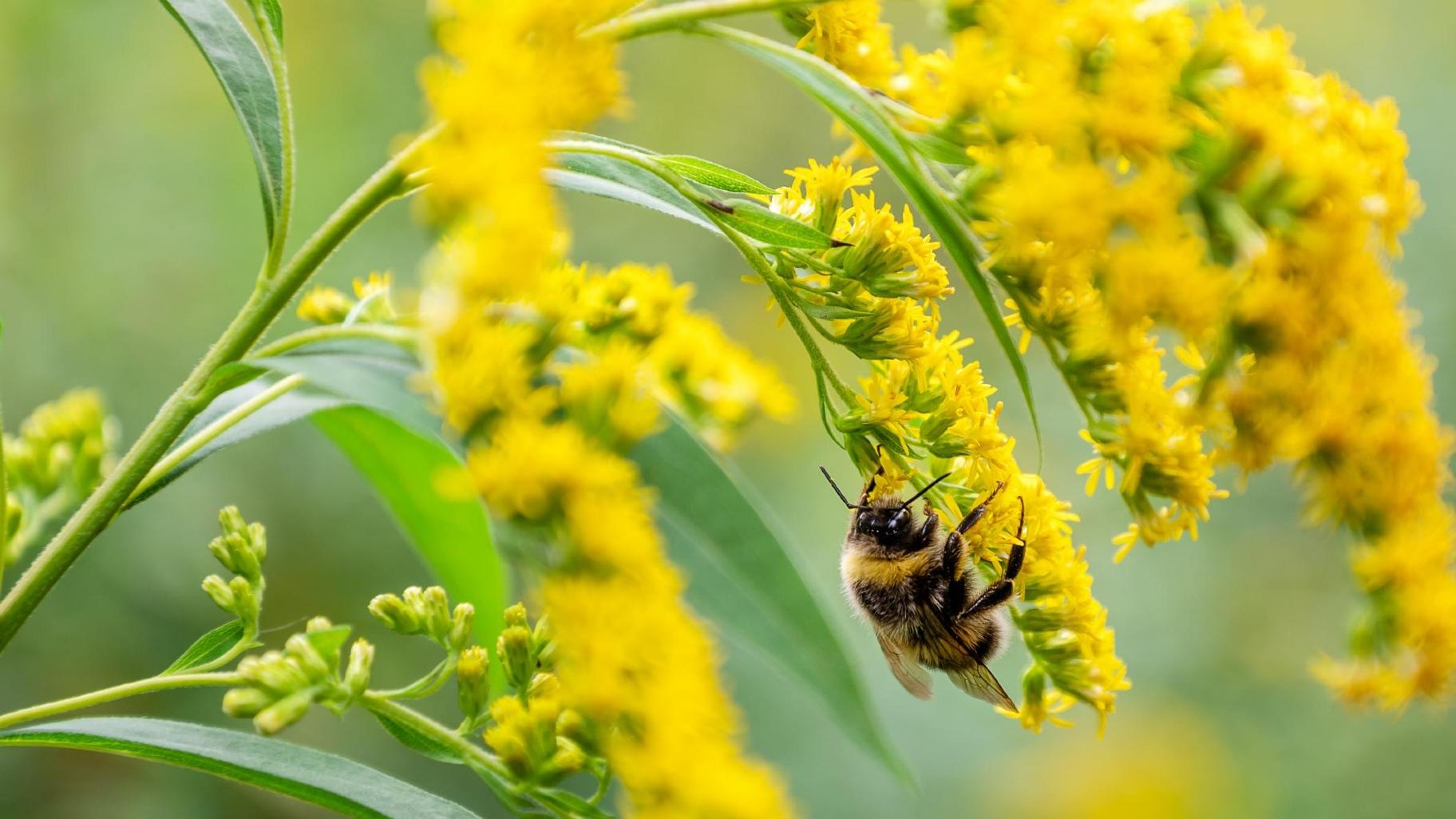 Talk about a case of mistaken identity: Goldenrod is an important late-blooming native plant for pollinators, but it gets confused with ragweed. (Olga Chetvergova / iStock) 