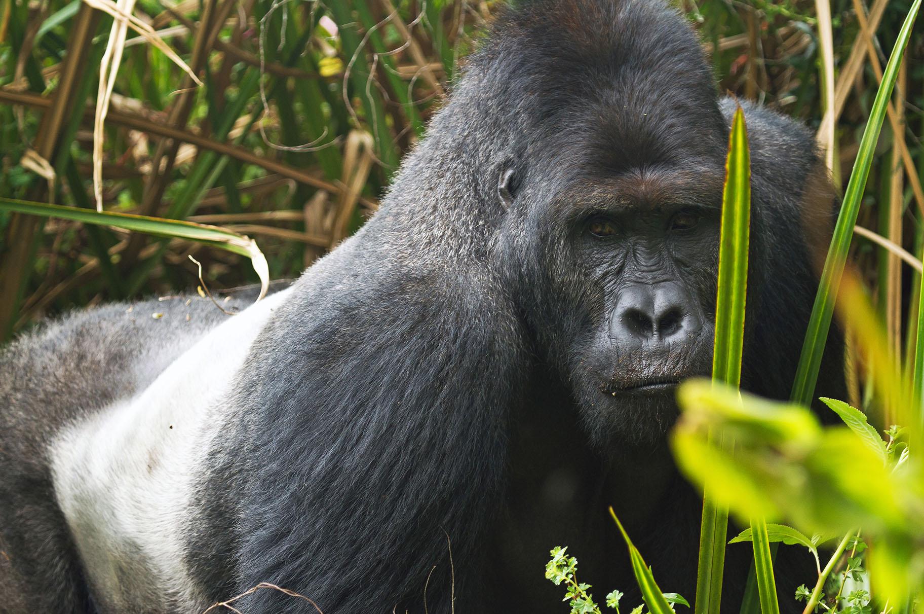 A gorilla at Kahuzi-Biega National Park in the Democratic Republic of Congo (Joe McKenna / Wikimedia Commons)