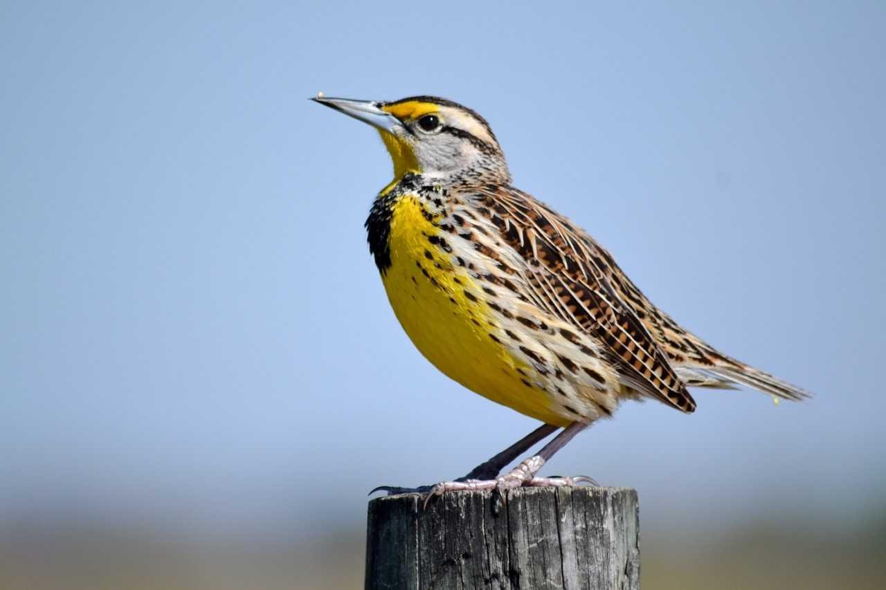 An Eastern meadowlark (Seri Douse / Great Backyard Bird Count)