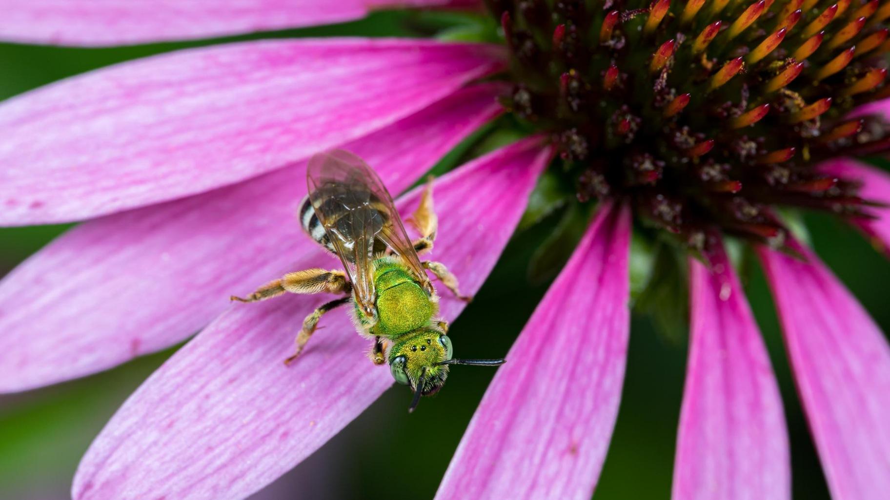 Green sweat bees love coneflowers, but don't take Nick Dorian's word for it. "Go out and see it for yourself," he encourages pollinator gardeners. (JJ Gouin / iStock) 