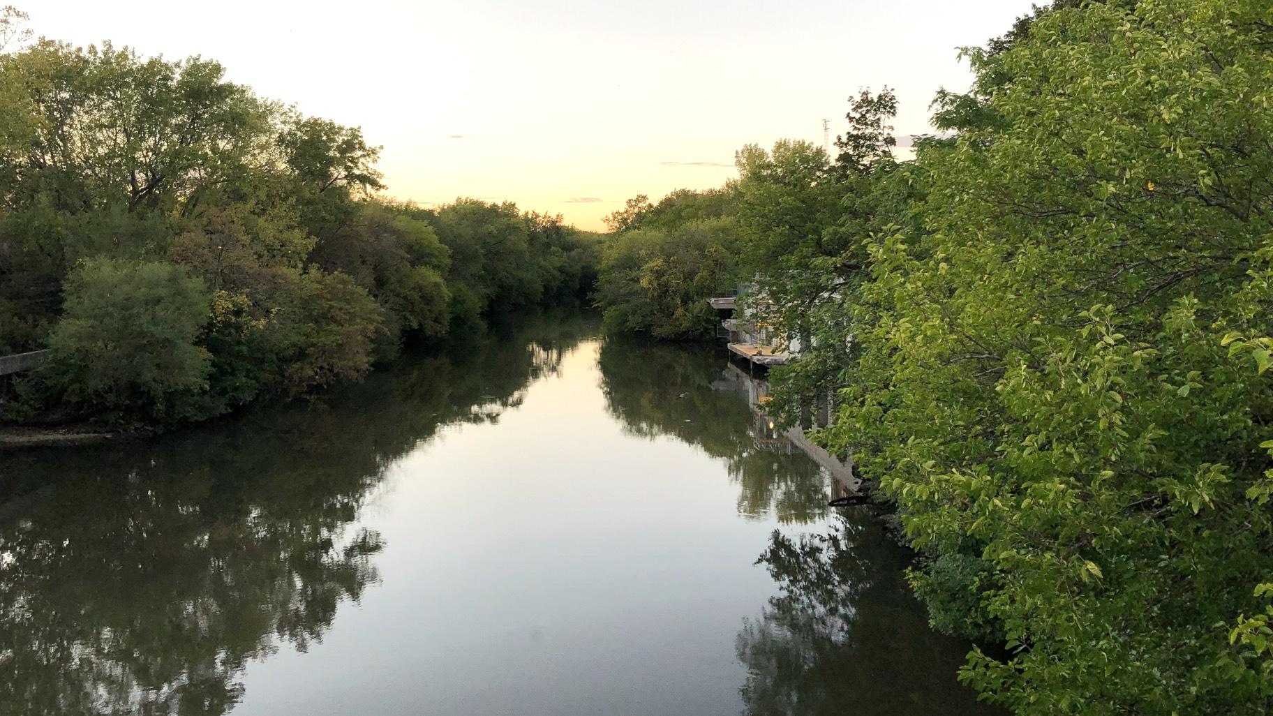 Trees along the North Branch of the Chicago River, Oct. 14, 2021. (Patty Wetli / WTTW News)