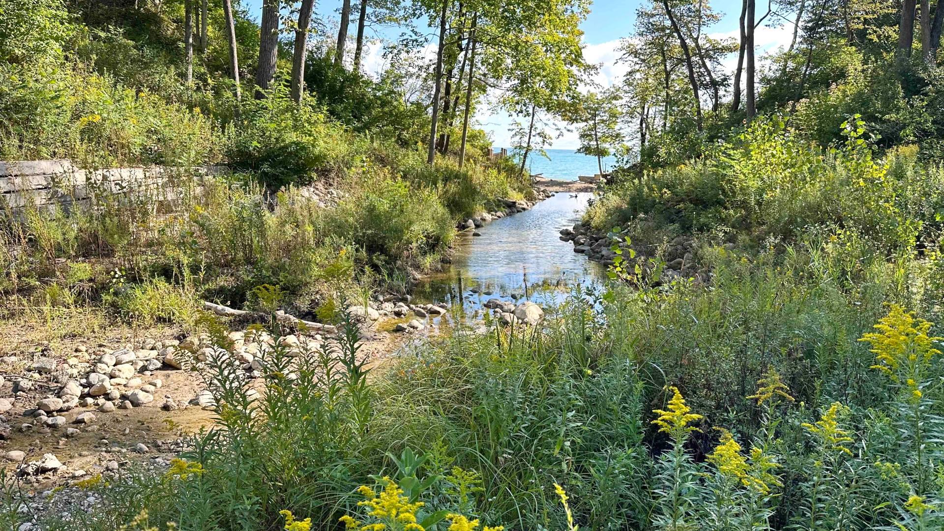 Restored ravine in Greene Preserve leading to Lake Michigan. (Courtesy of Lake Forest Open Lands Association)