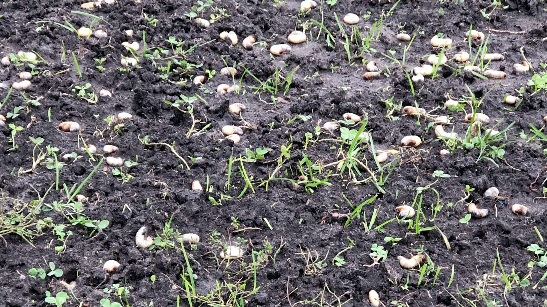 The extent of the infestation at Welles Park became apparent once grubs were brought to the surface by a chemical treatment. (Patty Wetli / WTTW News)