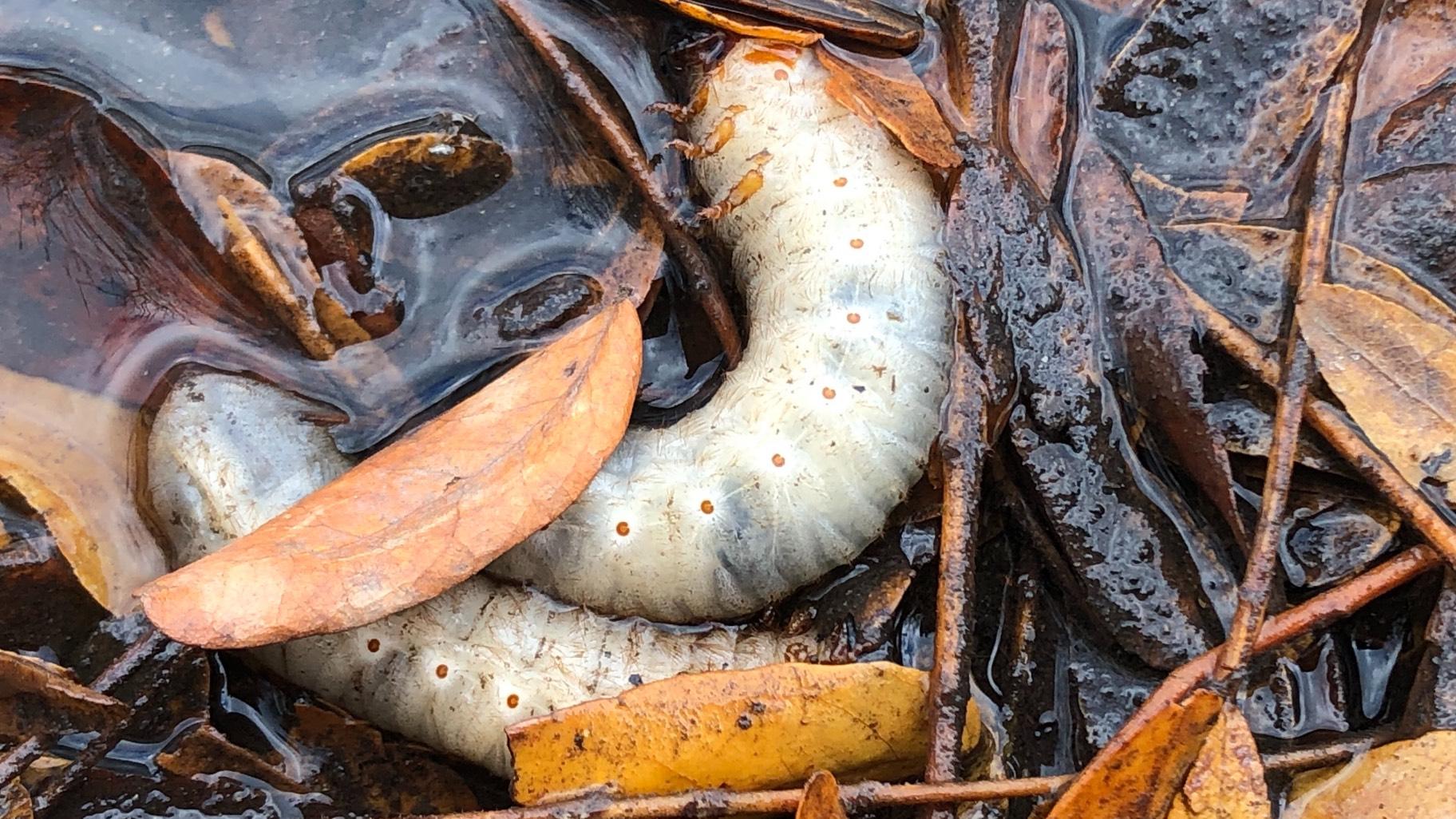 Beetle grubs continue to surface at Lincoln Square's Welles Park, where they've laid waste to several acres. (Patty Wetli / WTTW News)