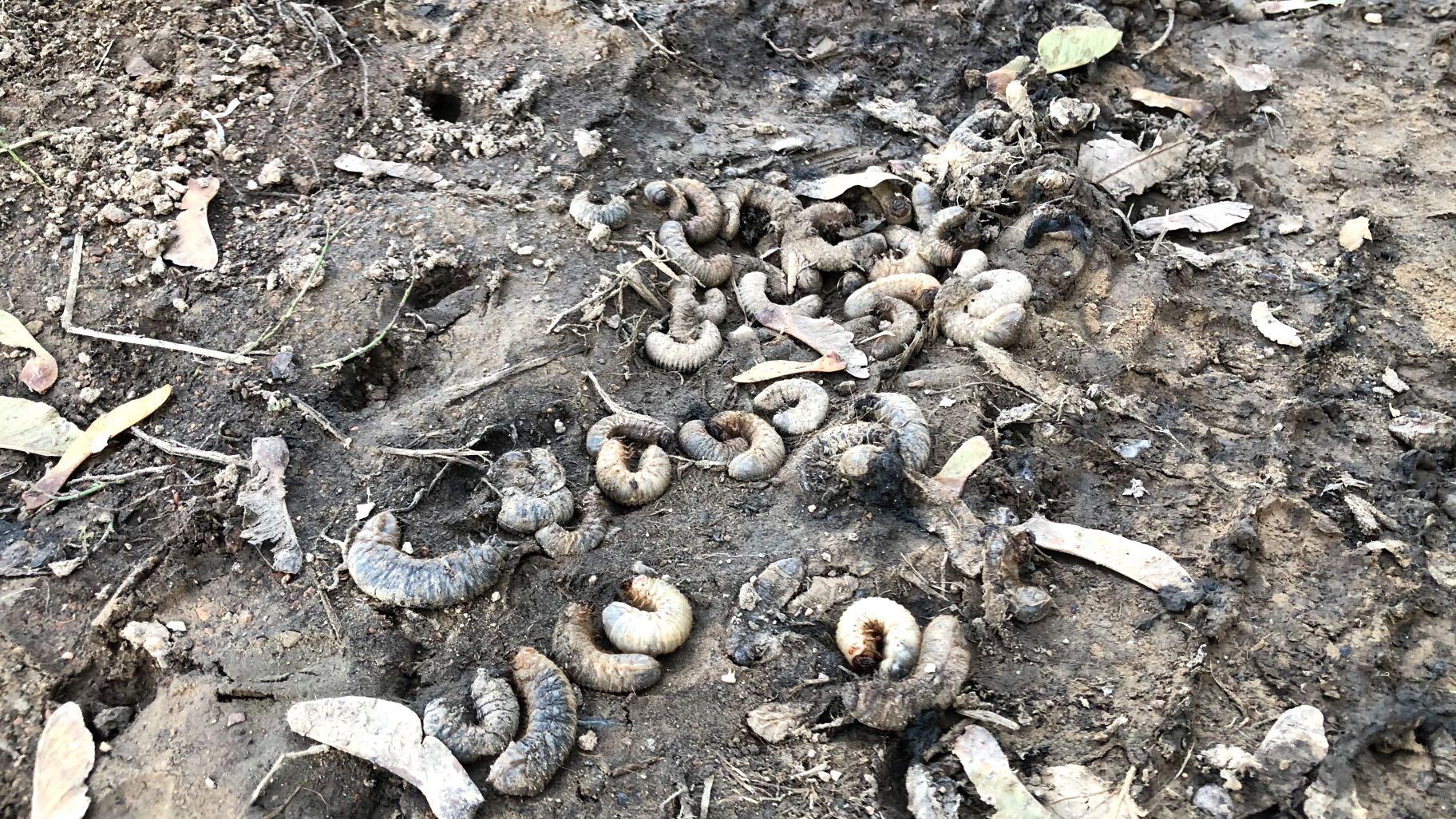 Grubs usually burrow underground during the fall and winter. Why these emerged at Welles Park is a mystery. (Patty Wetli / WTTW News)