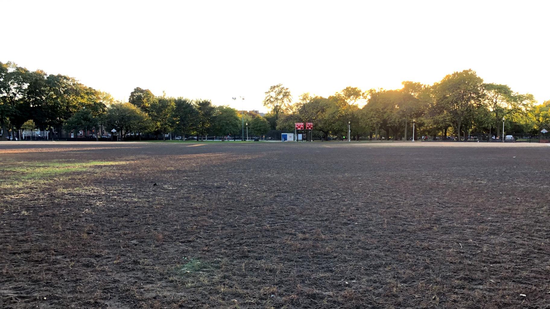The barren landscape at Lincoln Square's Welles Park following a severe infestation of beetle grubs. (Patty Wetli / WTTW News)