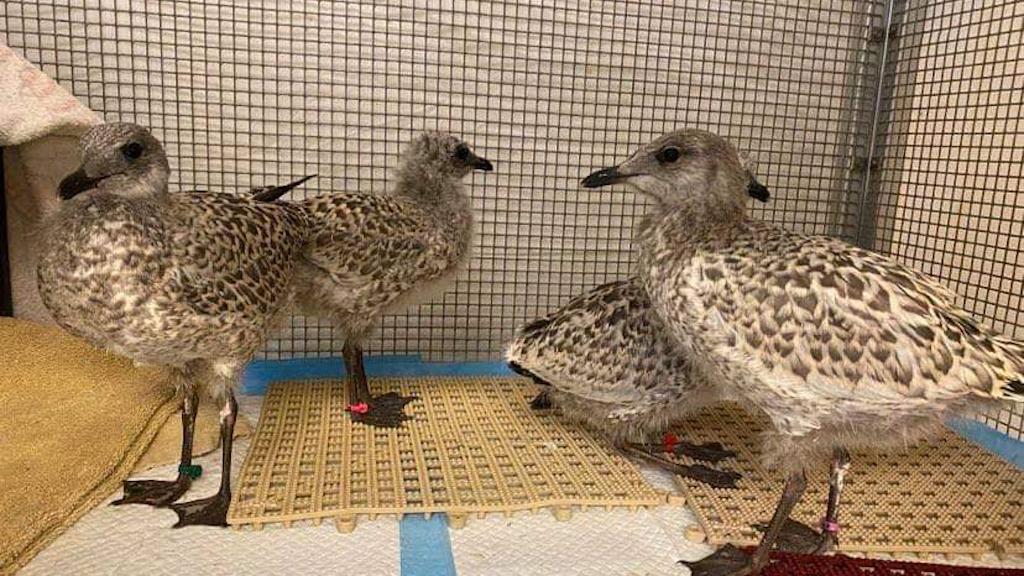 Rescued gulls being cared for at Willowbrook Wildlife Center, a rehab facility run by the Forest Preserve District of DuPage County. (Willowbrook Wildlife Center / Facebook)