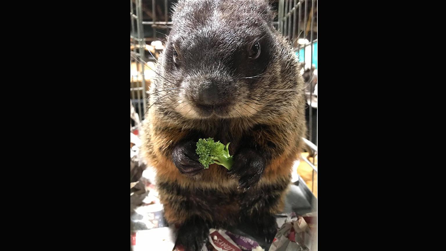 Hal the groundhog (Big Run Wolf Ranch / Facebook)