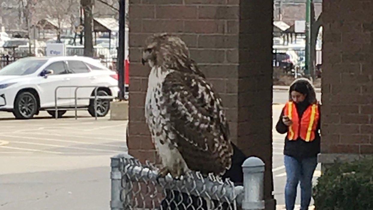 A red-tailed hawk, perched outside Jewel-Osco, 3400 N. Western Ave., on Nov. 21, 2020. (WTTW News)