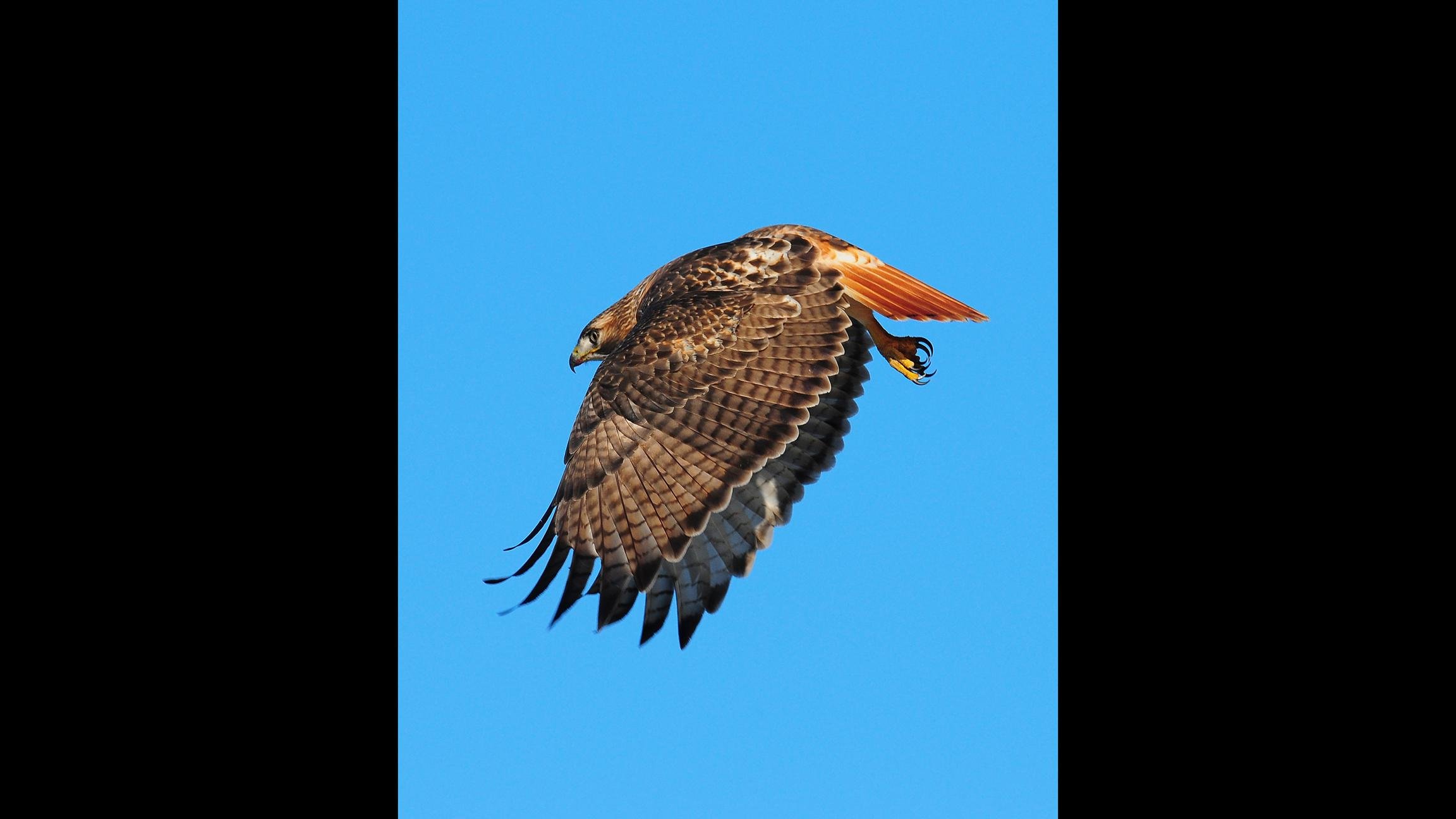 Eyes to the skies: Birdwatchers of all feathers will be on the lookout for red-tailed hawks and other raptors this weekend. (Copyright Robert Visconti)