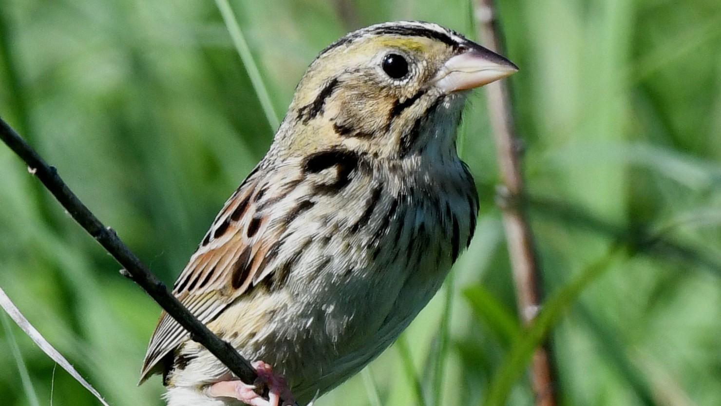 A Henslow's sparrow, named for John Stevens Henslow, a mentor to Charles Darwin. This grassland bird has been in decline due to loss of habitat. (Jim Hudgins / U.S. Fish & Wildlife Service Midwest Region). 