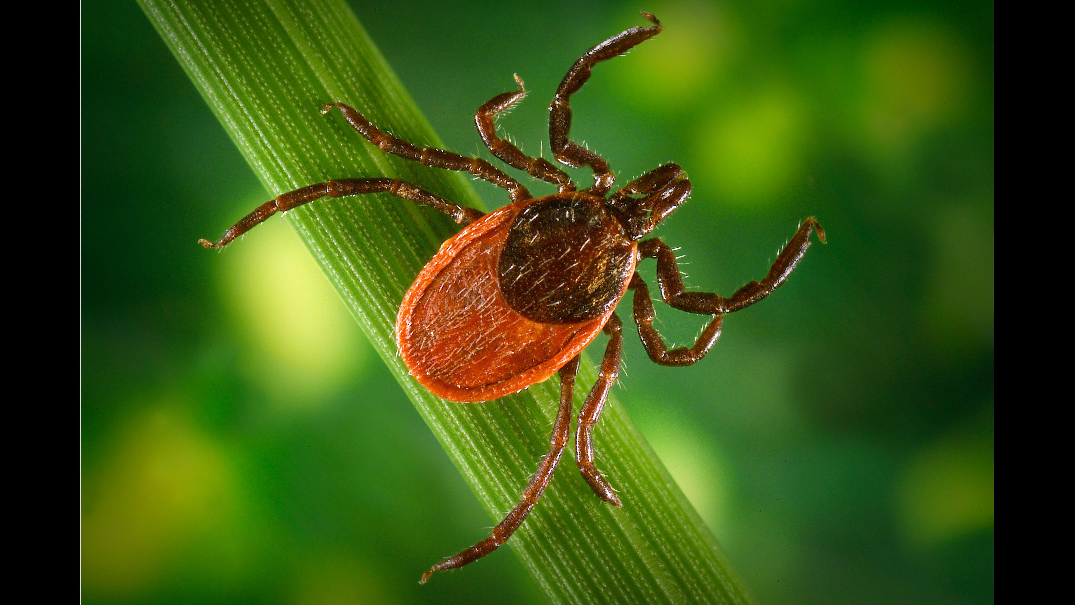 As Lyme Disease Cases Rise, Tips for Protecting Against Tick Bites