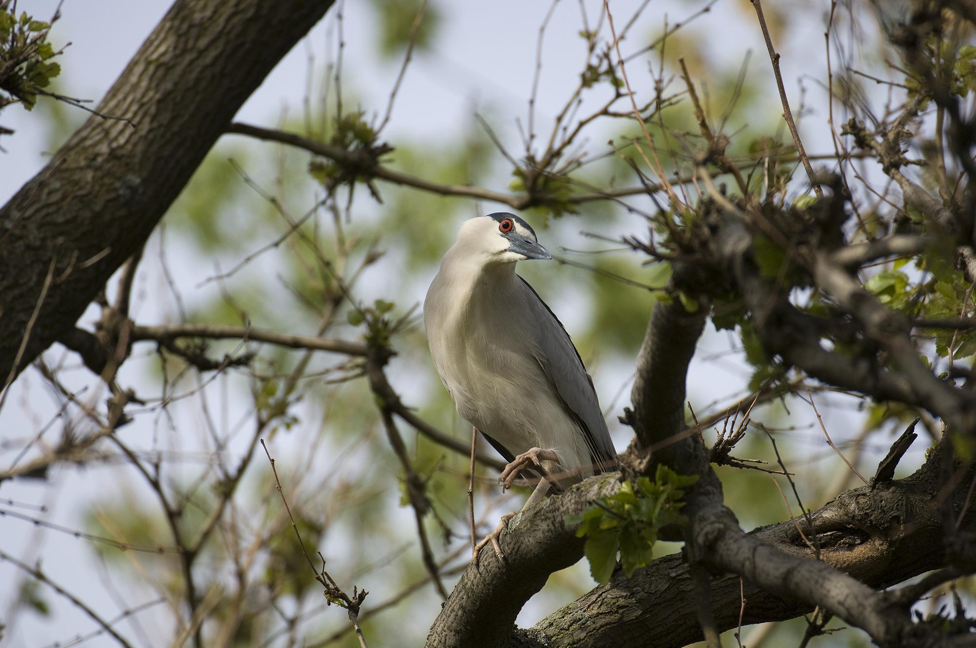 More than 600 black-crowned night herons spend their summers at Lincoln Park Zoo. (Courtesy Lincoln Park Zoo) 