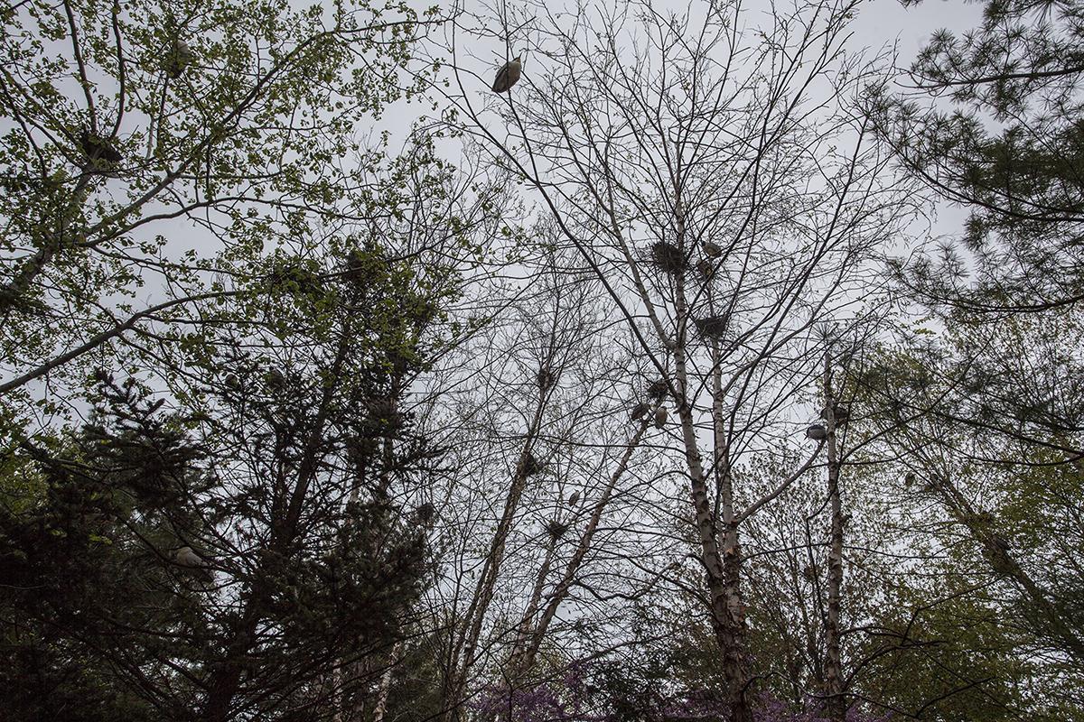 Black-crowned night herons nest on branches 40 to 60 feet above the ground. (Courtesy Lincoln Park Zoo)