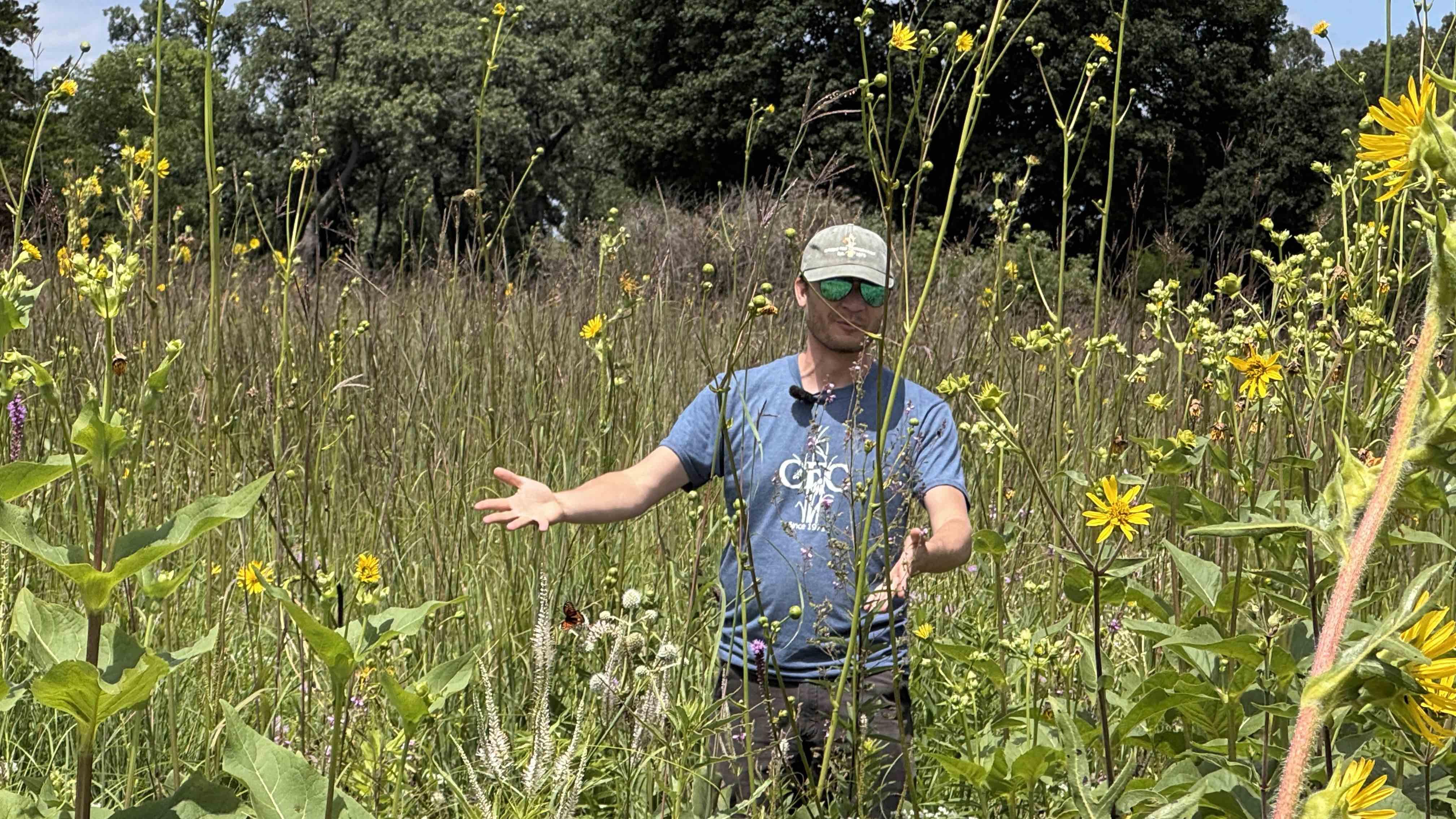 Grigsby Prairie, just miles from Hill 'N Dale, is Citizens for Conservation's oldest restoration project. Here, Luke Dahlberg is dwarfed by the tall prairie plants. While Grigsby can serve as a model for Hill 'N Dale, Dahlberg said every site has unique needs and characteristics, and some managements practices have changed as lessons have been learned over the years. (Patty Wetli / WTTW News)