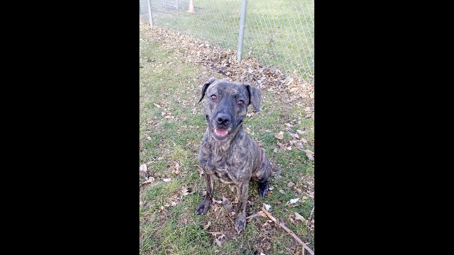 Emerald, age 3, is among the dogs and cats available for adoption at Chicago Animal Care and Control. (Courtesy Chicago Animal Care and Control)