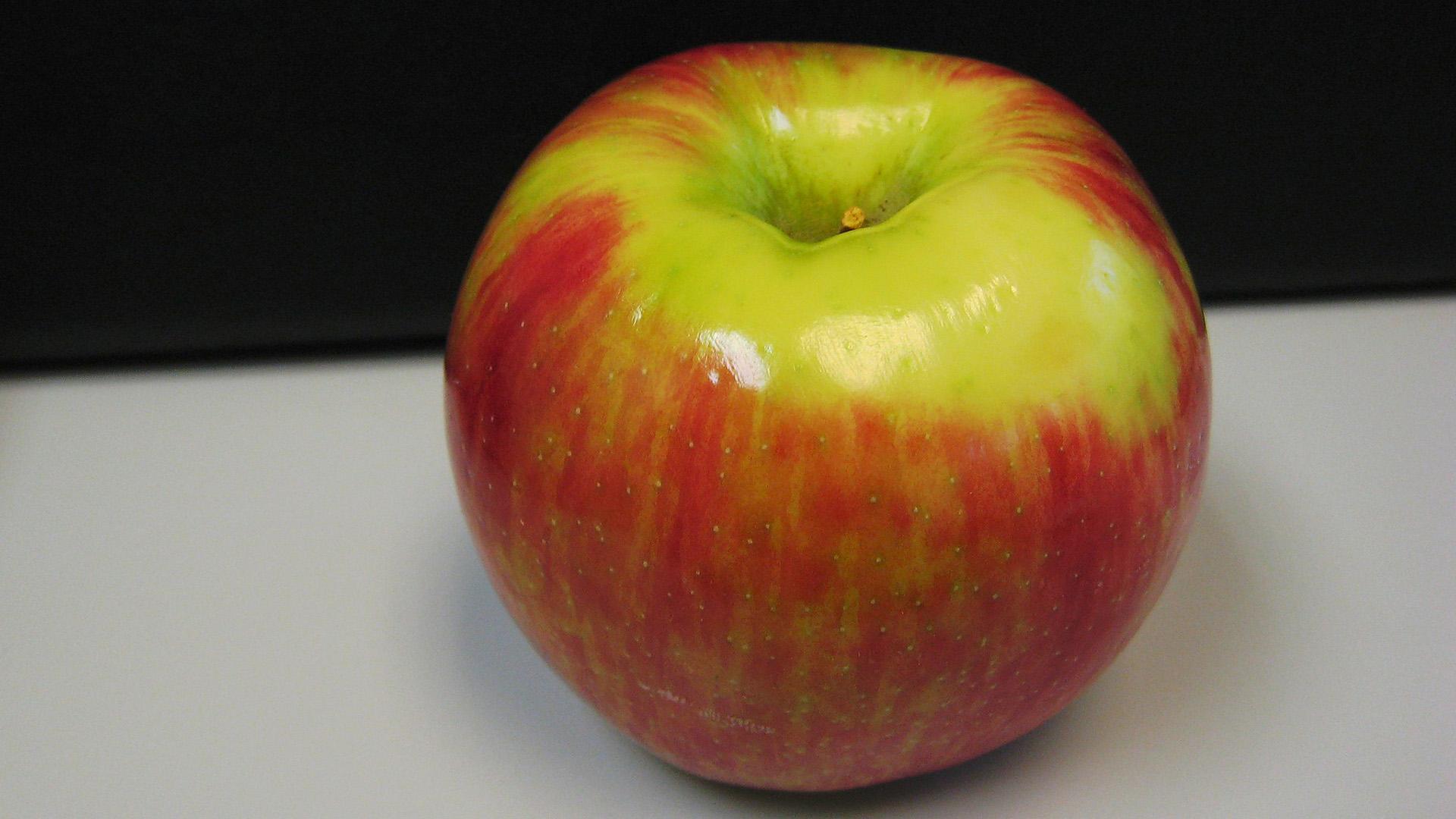 Honeycrisp apples are among the six varieties of apples being recalled due to possible listeria contamination. (Keagiles via Wikimedia Commons)