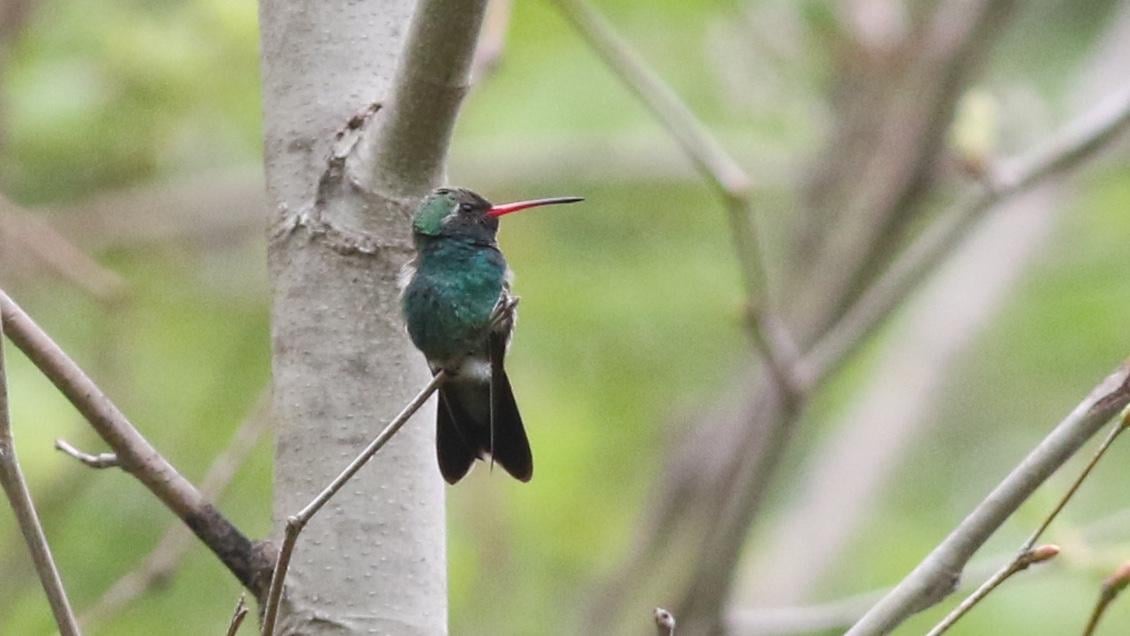 The broad-billed hummingbird has found refuge at LaBagh Woods. (Courtesy of Nathan Goldberg)