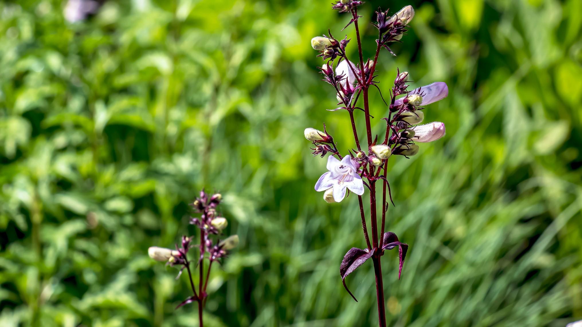 "Husker Red" is a cultivar of native Penstemon digitalis, with maroon foliage that some gardeners might prefer for aesthetic reasons. Research showed it's highly attractive to pollinators. (Serhii Hordiienko / iStock)