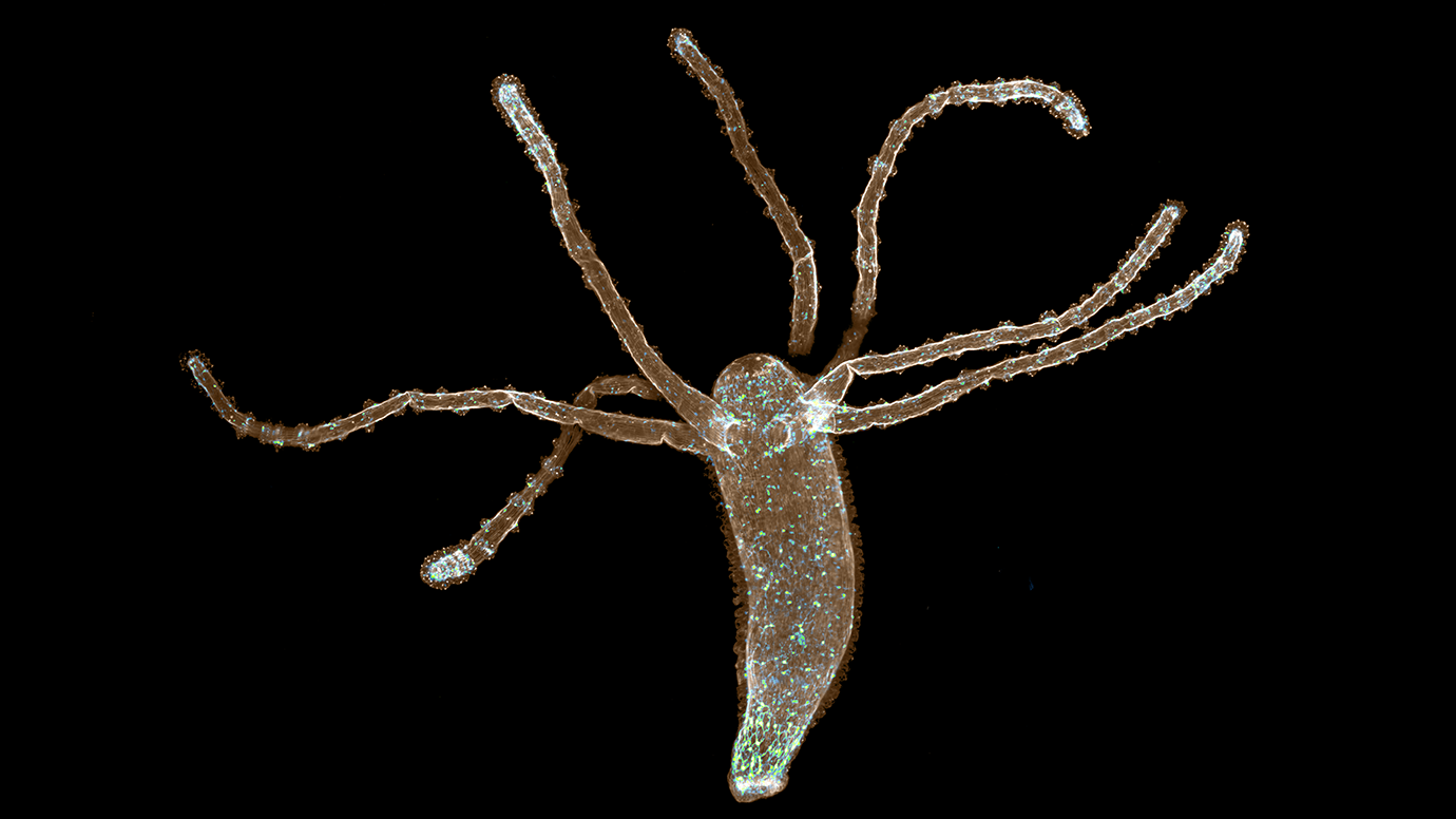 hydra animal hydra animal