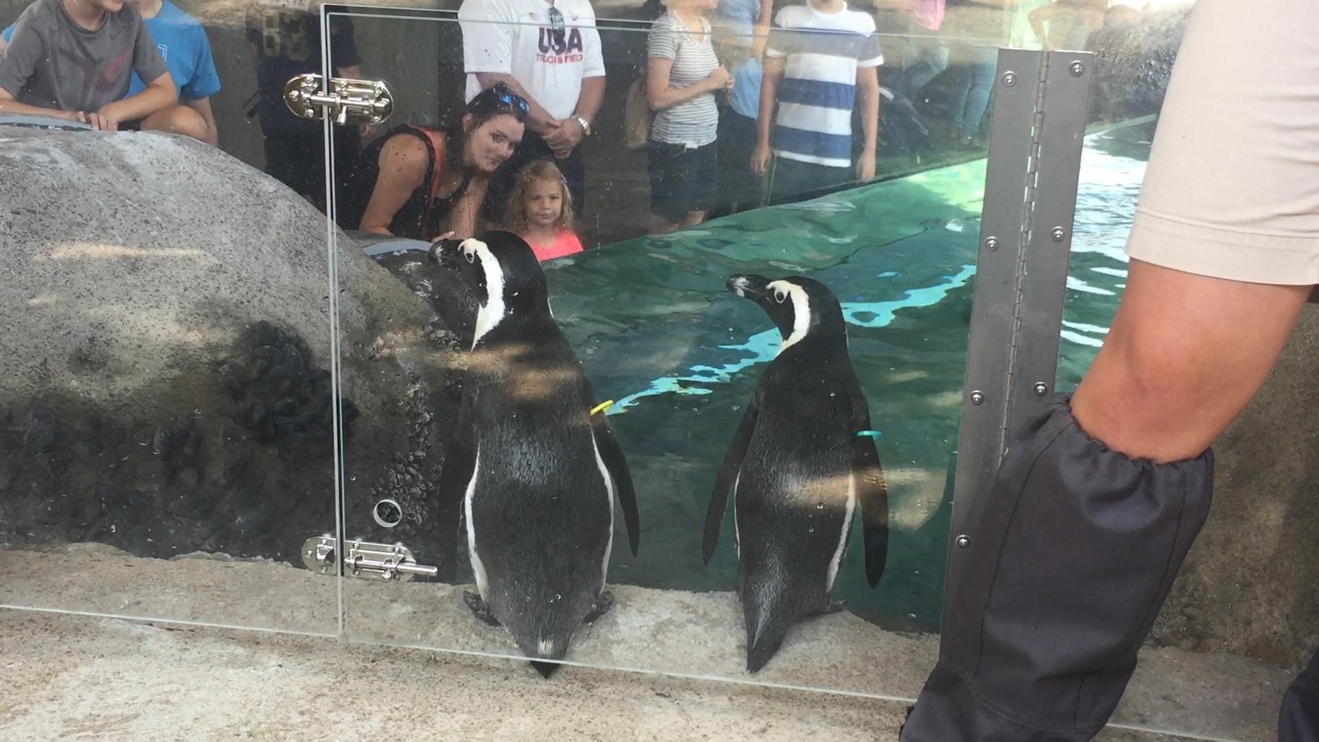 Male penguins Phil (left) and Aje at Lincoln Park Zoo. (Alex Ruppenthal / Chicago Tonight)