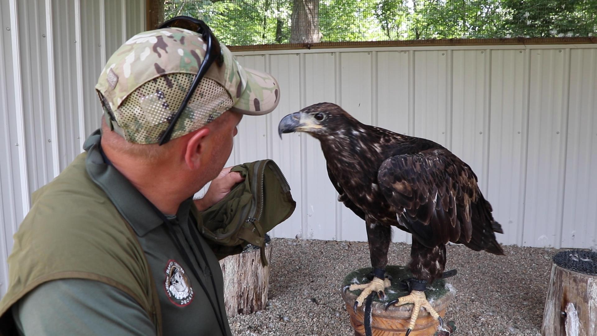 Bald Eagles Owls And Other Birds Rehabilitated At Illinois