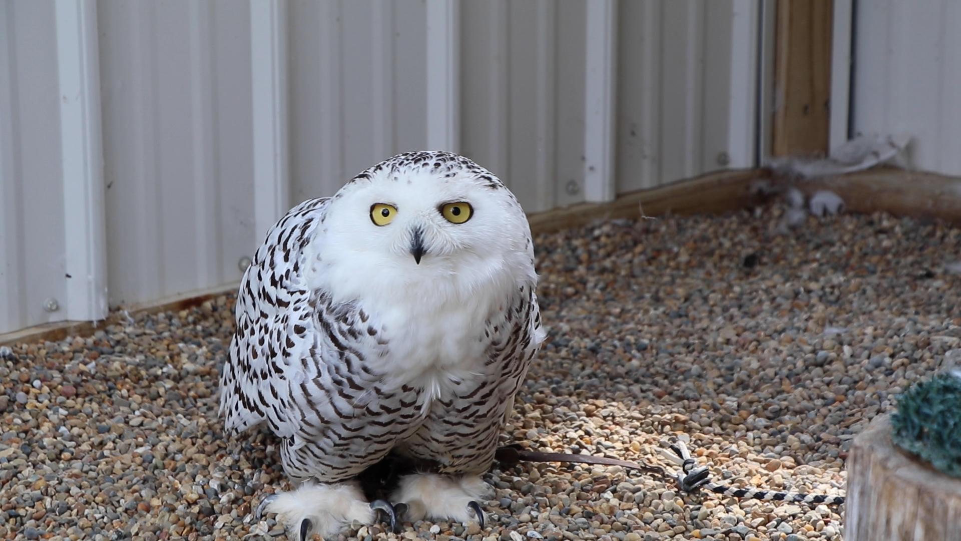 River, Bald Eagle - Veterinary Medicine at Illinois