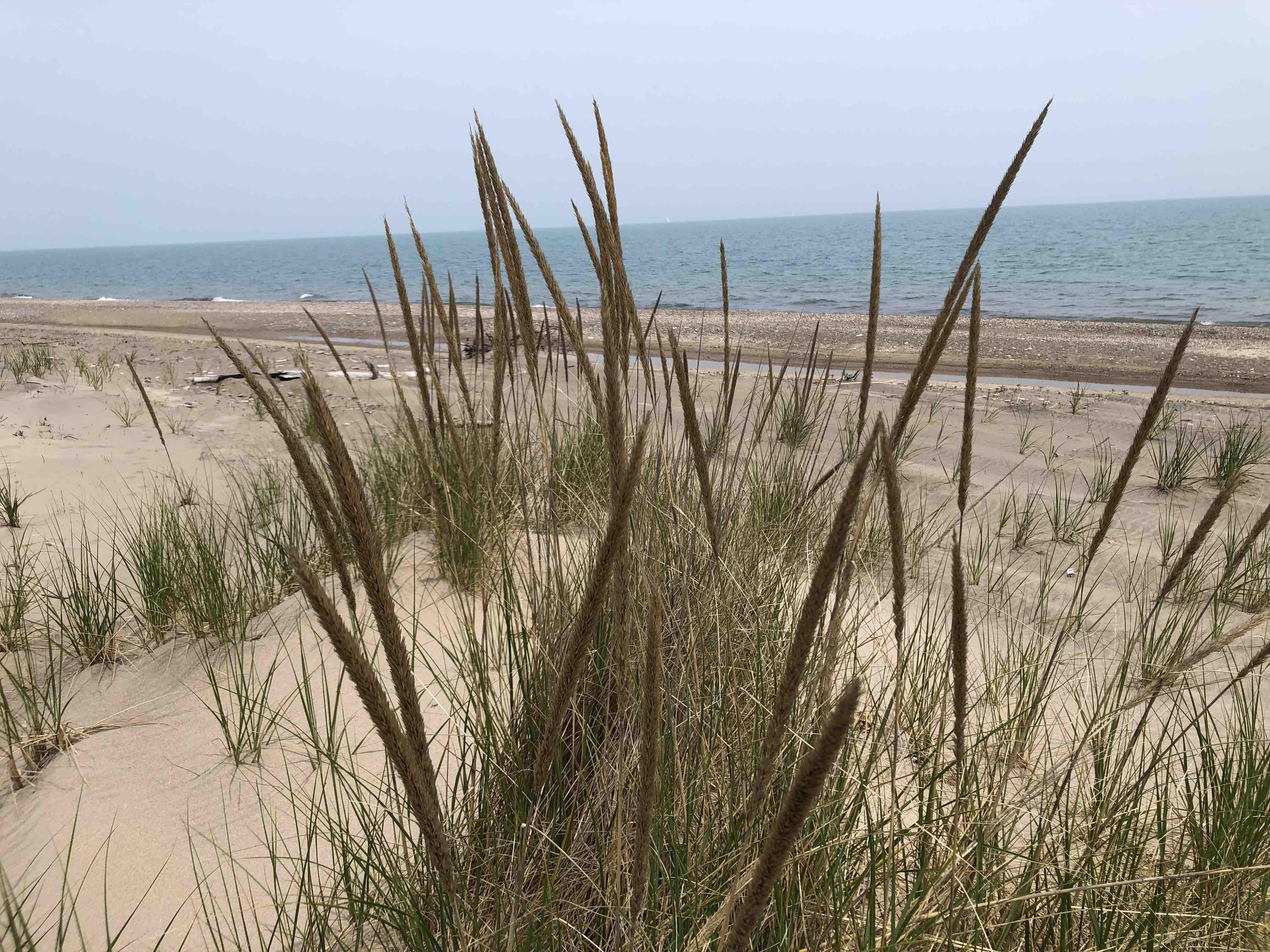 Illinois Beach State Park boasts some of the highest quality remnant habitat in the Midwest, but it’s being threatened by invasive plant species. (Patty Wetli / WTTW News)