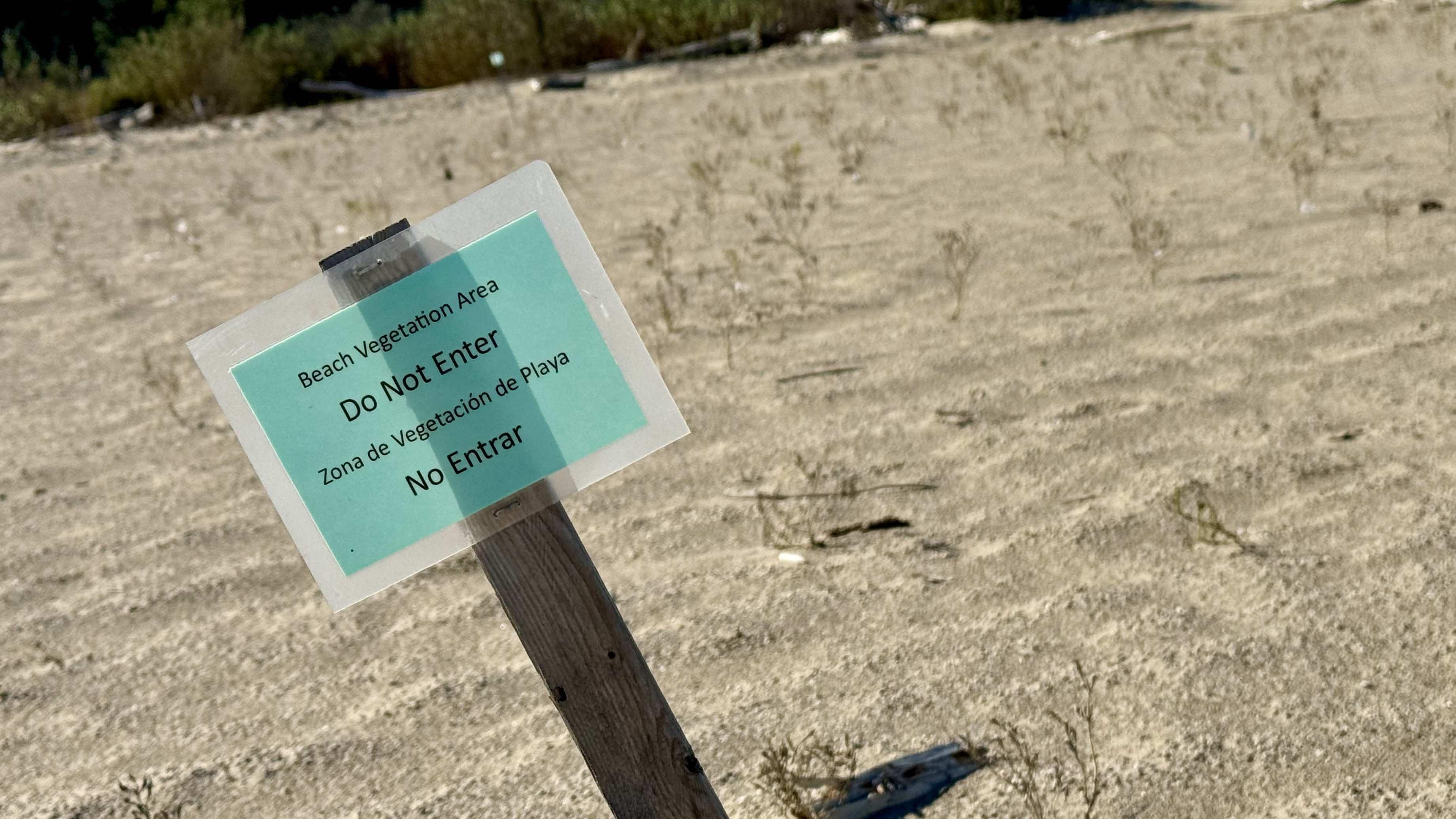 Plant communities are already being reestablished on the beach. (Patty Wetli / WTTW News)