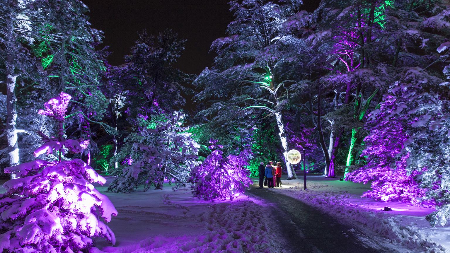 Illumination (Courtesy of the Morton Arboretum) 