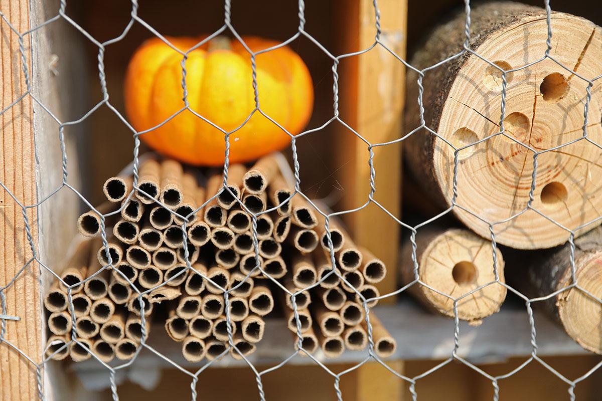 A look inside Lincoln Park Zoo's insect hotel. (Courtesy Lincoln Park Zoo)