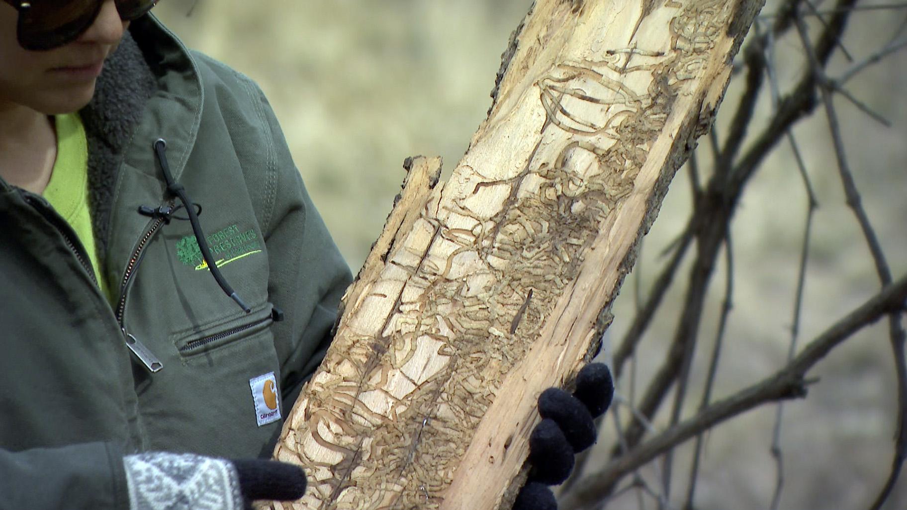 Cook County Forest Preserve wildlife specialist Kim Kalosky shows the trails made by emerald ash borer larvae on the bark of an ash tree in Caldwell Woods on March 4, 2022. (WTTW News) 