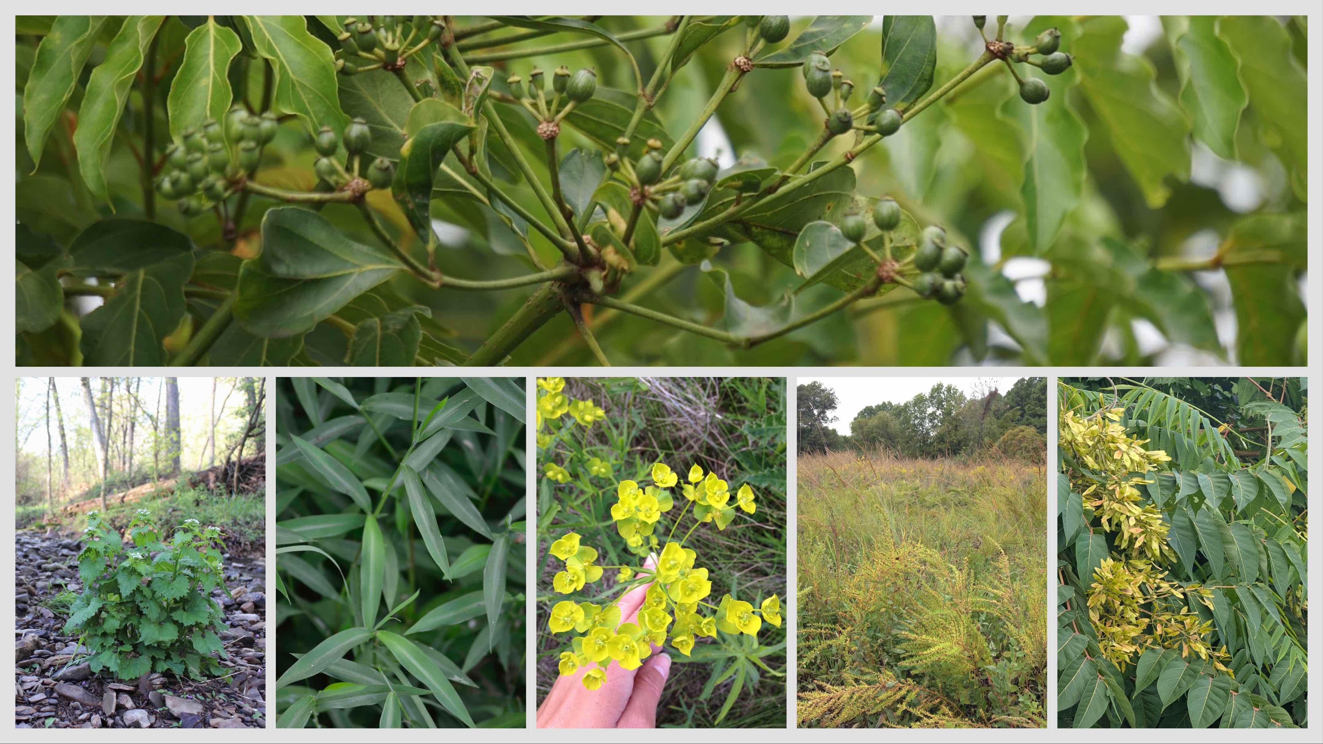 The newest additions to the list of Illinois’ least wanted plants, Top, Amur corktree. Bottom, left to right: garlic mustard, Japanese stiltweed, leafy spurge, sericea lespedeza and tree of heaven. (Credits: Top, Mangkelin / iStock. Bottom: #1 and #5, Christopher Evans / University of Illinois Extension; #2, #3 and #4, Erin Garret / University of Illinois Extension)