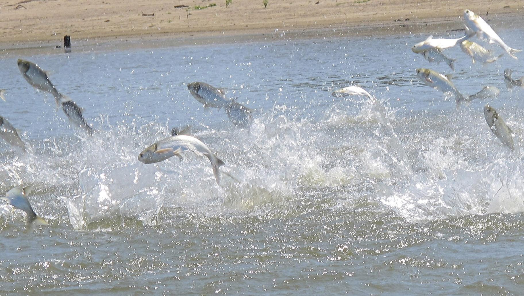 In this June 13, 2012 file photo, invasive carp, jolted by an electric current from a research boat, jump from the Illinois River near Havana, Ill. (AP Photo / John Flesher, file)