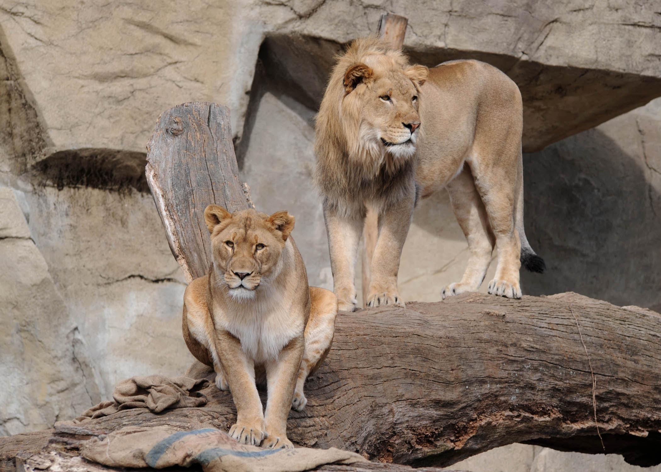 Brookfield Zoo lions Zenda, left, and Isis. (Jim Schulz / Chicago Zoological Society)