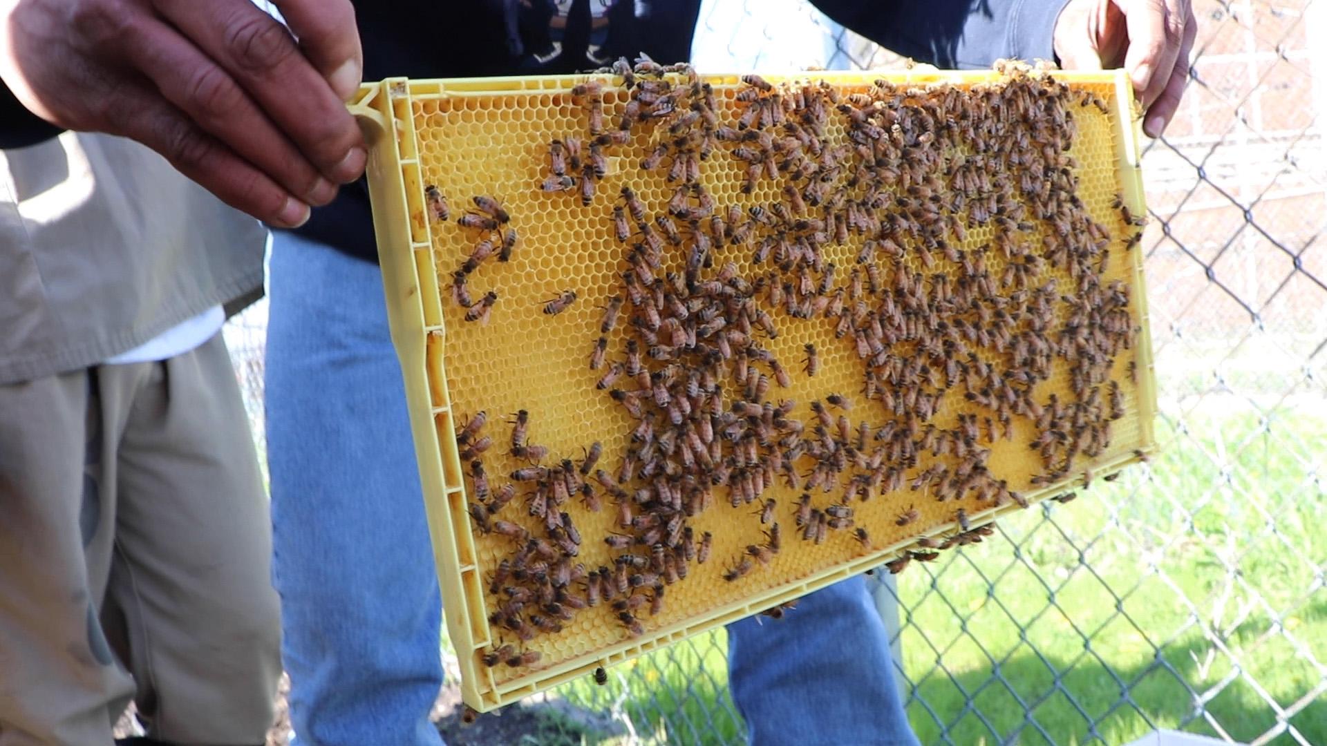 A frame of Italian honeybees, a docile, productive type of bee suitable for novices to beekeeping, according to beekeeper Thad Smith. (Evan Garcia / WTTW)