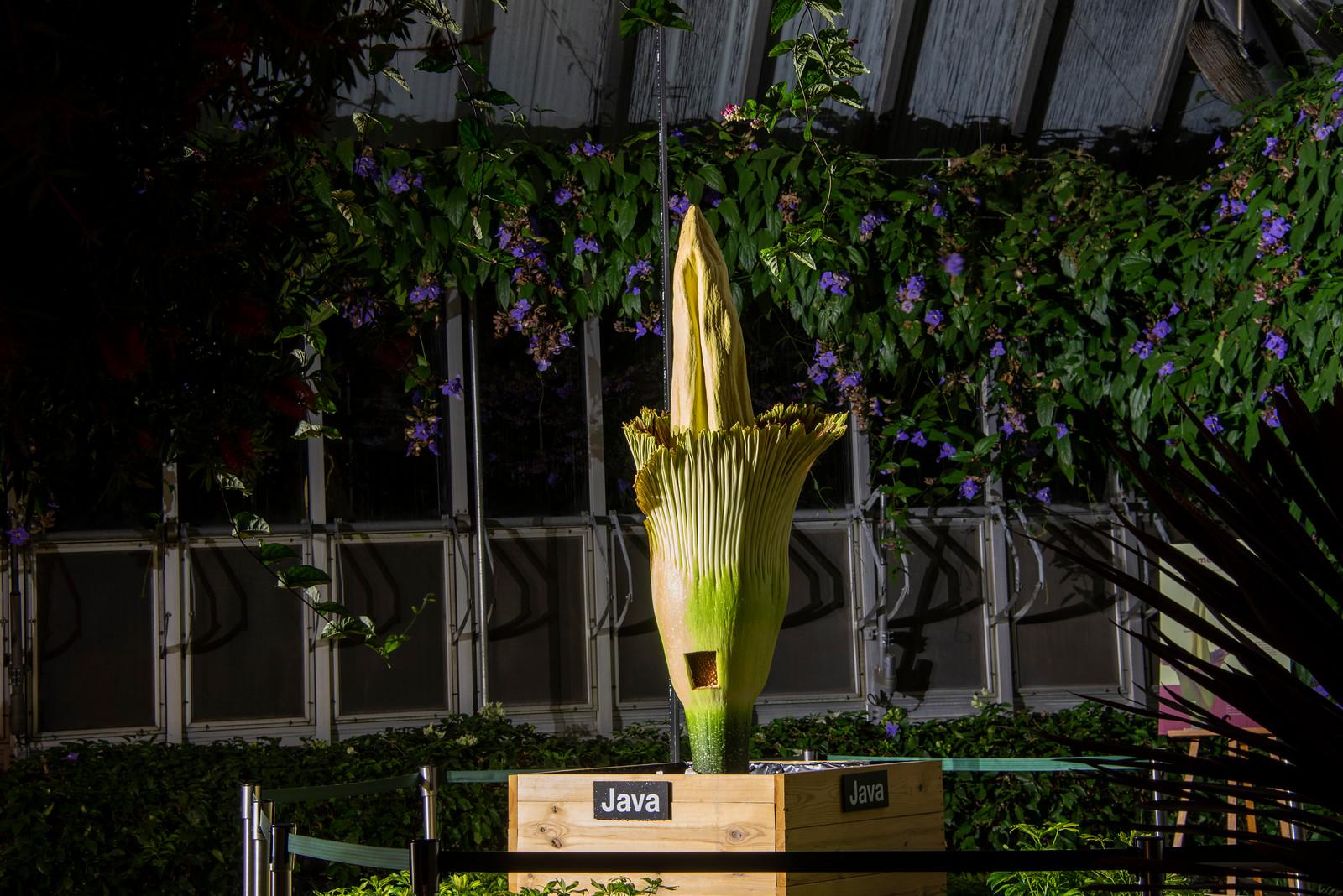 Java the corpse flower begins to open May 23, 2019 at the Chicago Botanic Garden. (Courtesy Chicago Botanic Garden)  