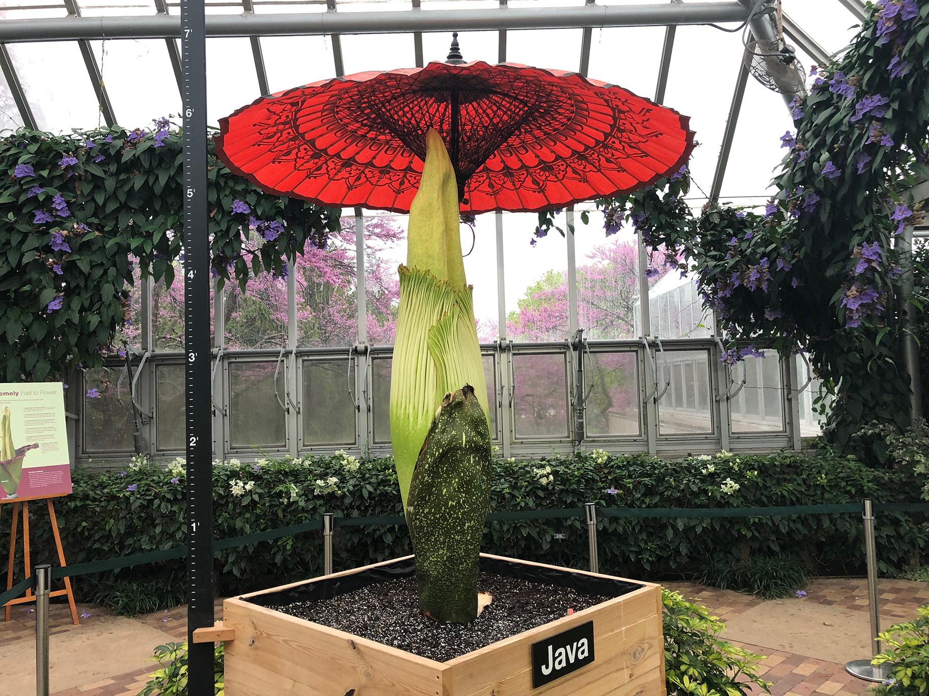 Java the corpse flower is covered by an umbrella at Chicago Botanic Garden. Corpse flowers are native to the underbrush of tropical rainforest in Indonesia and therefore can get sunburnt when exposed directly to the sun. (Alex Ruppenthal / WTTW News)