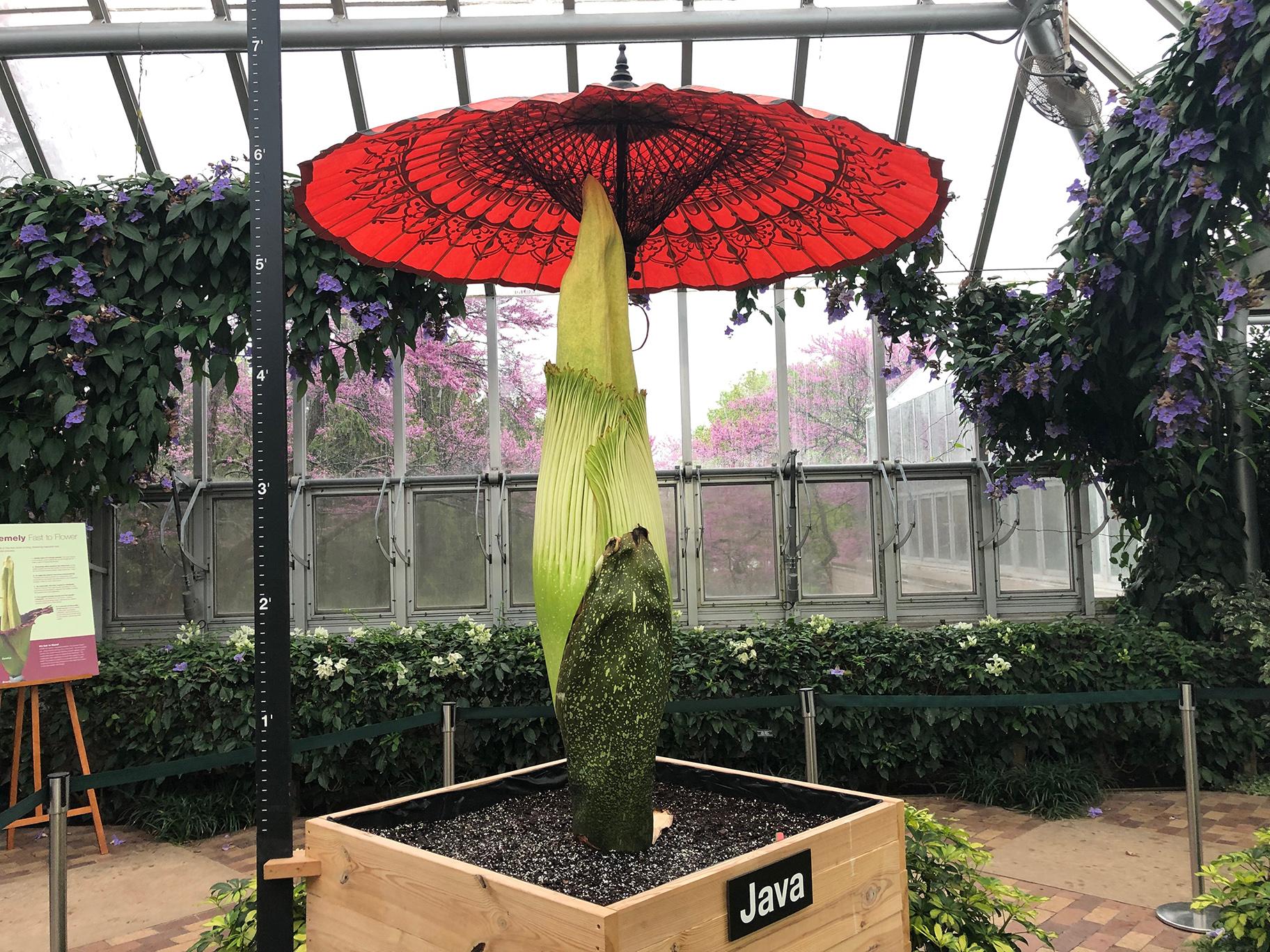 The Rare Titan Flower Known In Indonesia As Bunga Bangkay Corpse