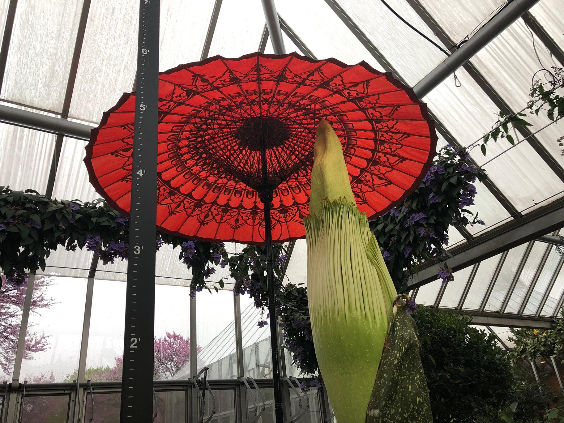 Java the corpse flower is on bloom watch at the Chicago Botanic Garden. (Alex Ruppenthal / WTTW News)