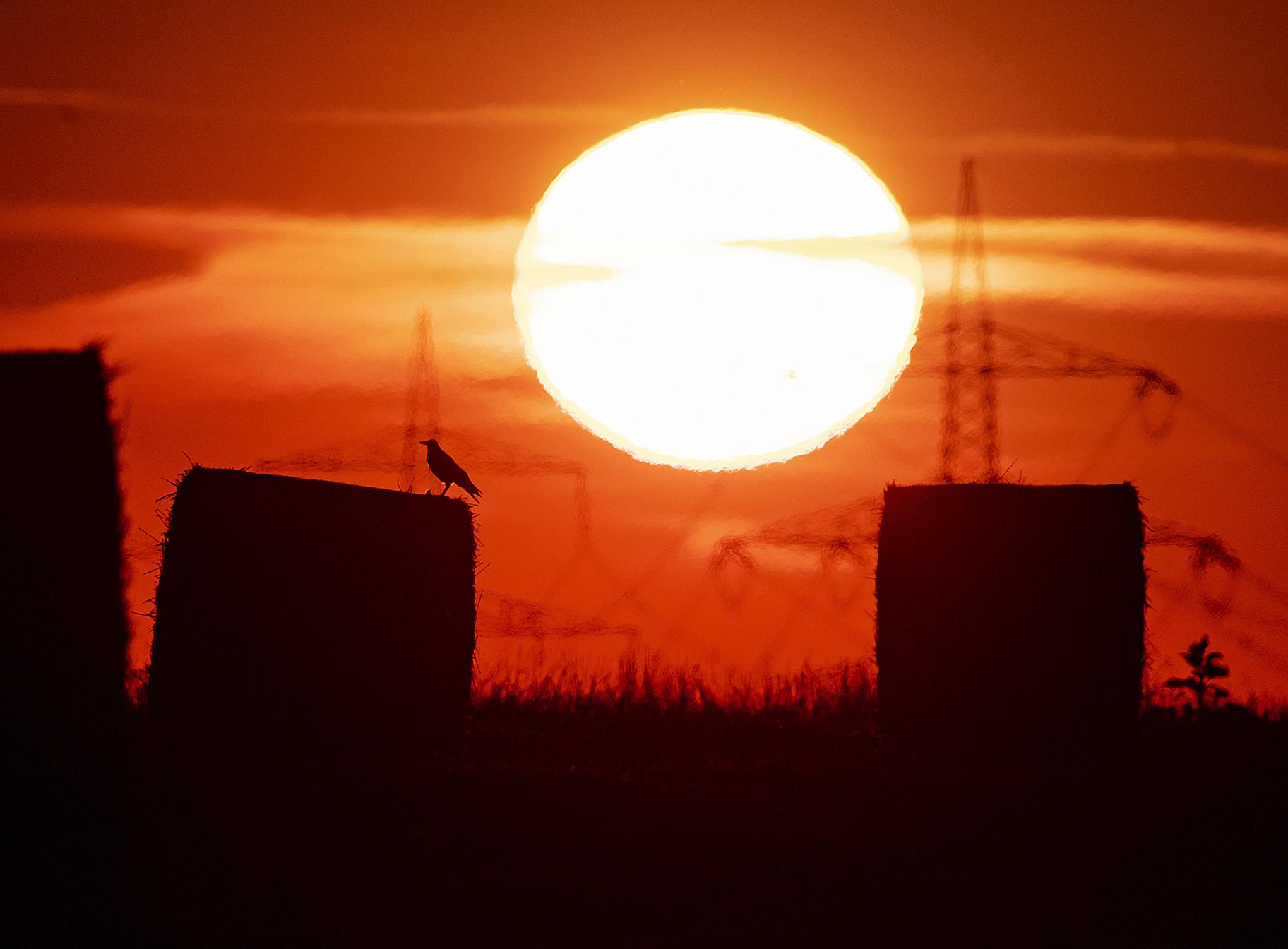 In this file photo dated Thursday, July 25, 2019, a bird sits on a straw bale on a field in Frankfurt, Germany, as the sun rises during an ongoing heatwave in Europe. (AP Photo / Michael Probst, FILE)