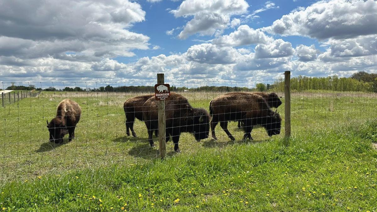 A herd of bison have settled into their new home at Burlington Prairie in Kane County. (Courtesy Forest Preserve District of Kane County)