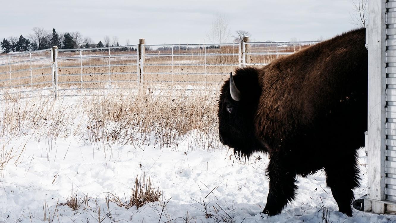The first bull stepped out into a small corral. As the bison have acclimated, they've been moved onto larger acreage. Eventually, the forest preserve district would like to devote hundreds of acres to the bison. (Courtesy of Keeping Moments Photography / Forest Preserve District of Kane County)