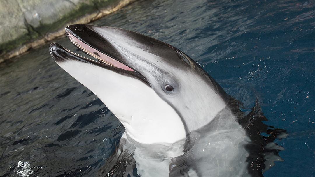 Shedd Aquarium Dolphins