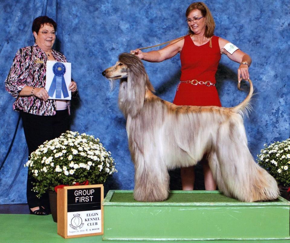 Take in a parade of pampered pets at this weekend's Elgin Kennel Club show. (Booth Photography)